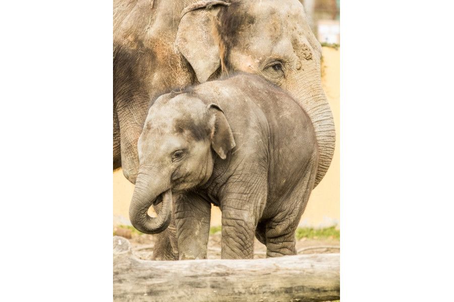 Den pro slony v Zoo Ostrava