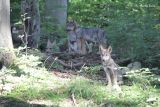 Vlci se vrací do Beskyd, letos přivedli na svět potomky